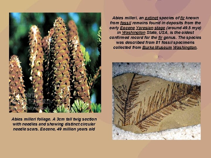 Abies milleri, an extinct species of fir known from fossil remains found in deposits