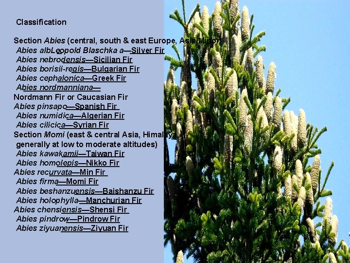 Classification Section Abies (central, south & east Europe, Asia Minor) Abies alb. Leopold Blaschka