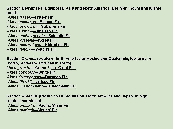 Section Balsamea (Taiga|boreal Asia and North America, and high mountains further south) Abies fraseri—Fraser