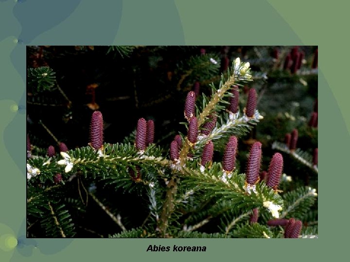 Abies koreana 