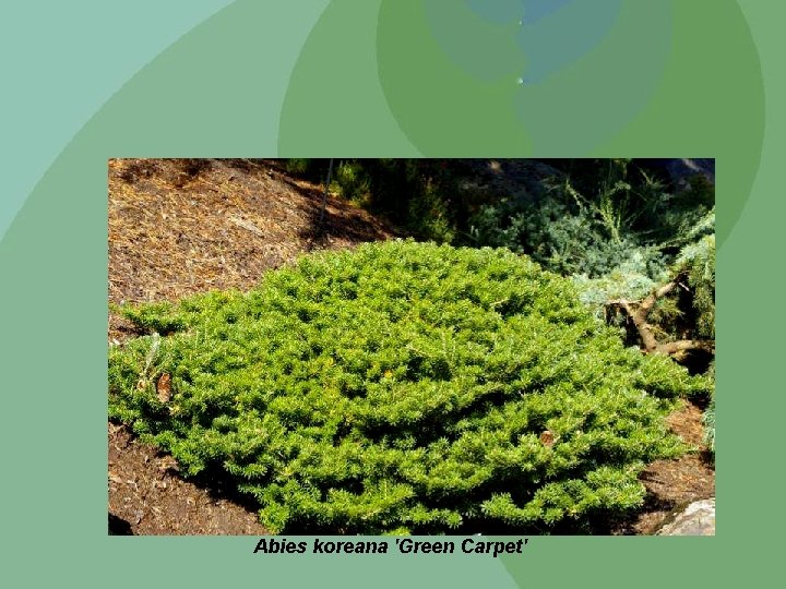 Abies koreana 'Green Carpet' 