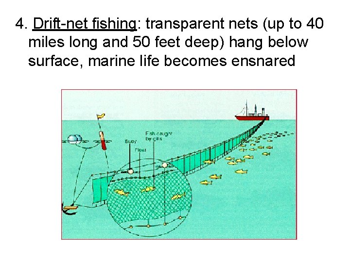 4. Drift-net fishing: transparent nets (up to 40 miles long and 50 feet deep)