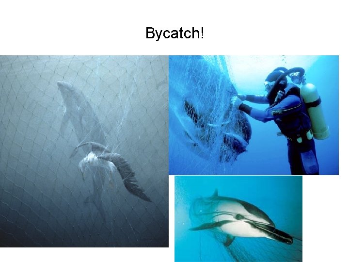 Bycatch! 