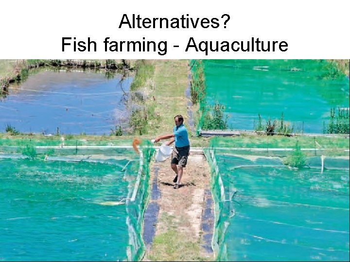 Alternatives? Fish farming - Aquaculture 