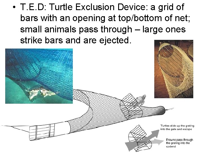  • T. E. D: Turtle Exclusion Device: a grid of bars with an