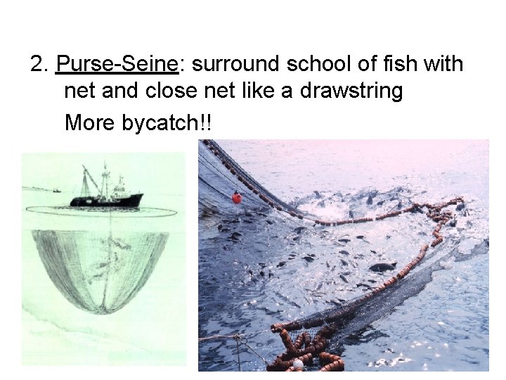 2. Purse-Seine: surround school of fish with net and close net like a drawstring
