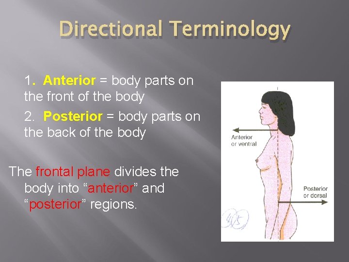 Directional Terminology 1. Anterior = body parts on the front of the body 2.