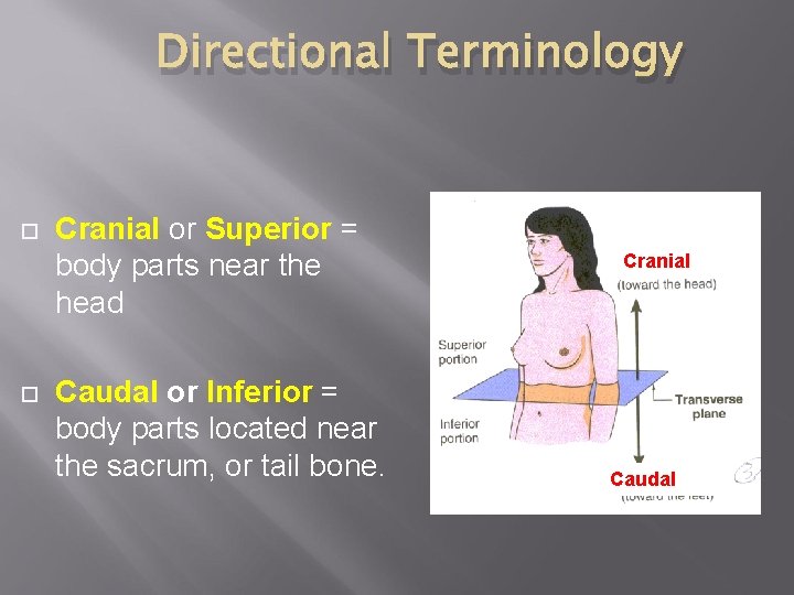 Directional Terminology Cranial or Superior = body parts near the head Caudal or Inferior