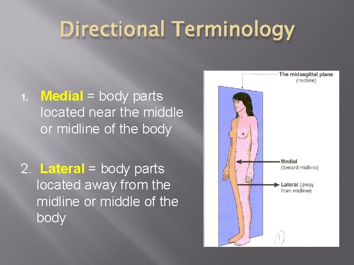 Directional Terminology 1. Medial = body parts located near the middle or midline of