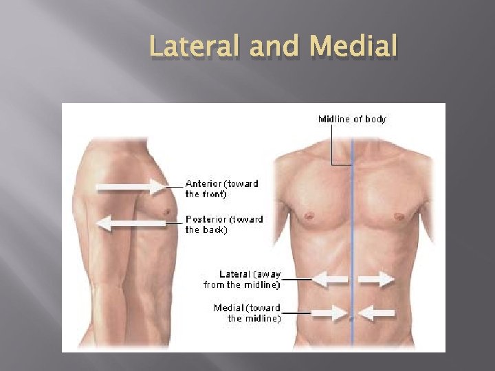 Lateral and Medial Lateral referrs to 