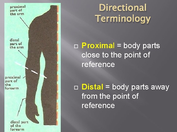 Directional Terminology Proximal = body parts close to the point of reference Distal =