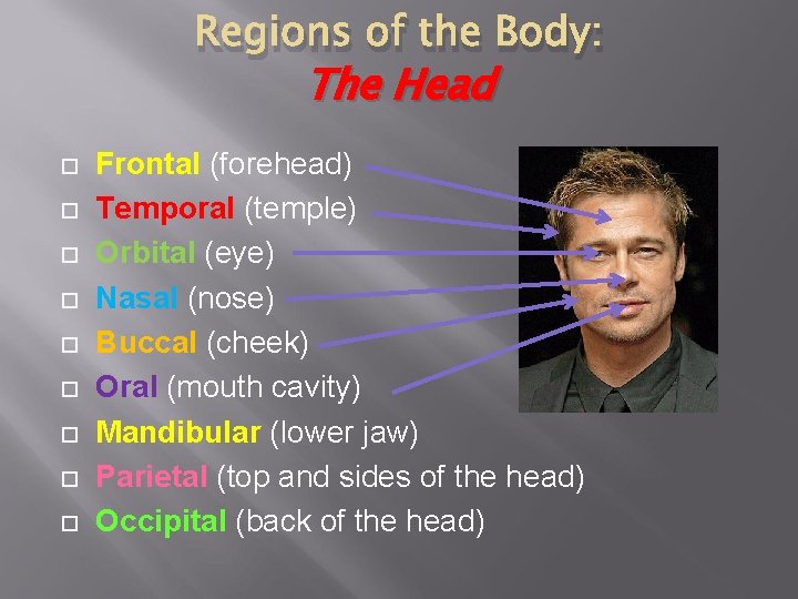 Regions of the Body: The Head Frontal (forehead) Temporal (temple) Orbital (eye) Nasal (nose)
