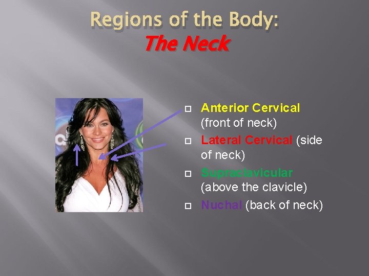 Regions of the Body: The Neck Anterior Cervical (front of neck) Lateral Cervical (side