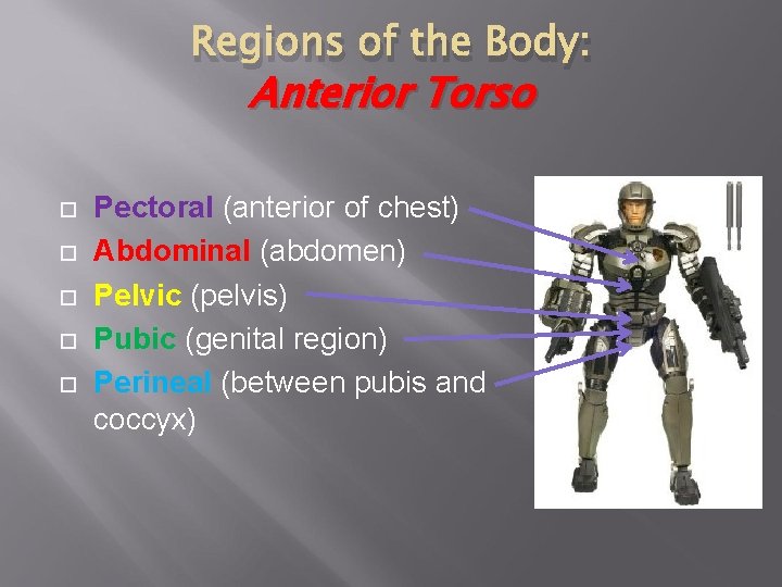 Regions of the Body: Anterior Torso Pectoral (anterior of chest) Abdominal (abdomen) Pelvic (pelvis)