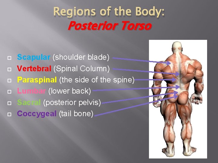 Regions of the Body: Posterior Torso Scapular (shoulder blade) Vertebral (Spinal Column) Paraspinal (the