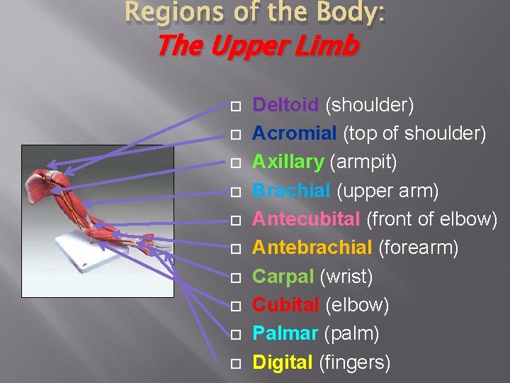 Regions of the Body: The Upper Limb Deltoid (shoulder) Acromial (top of shoulder) Axillary