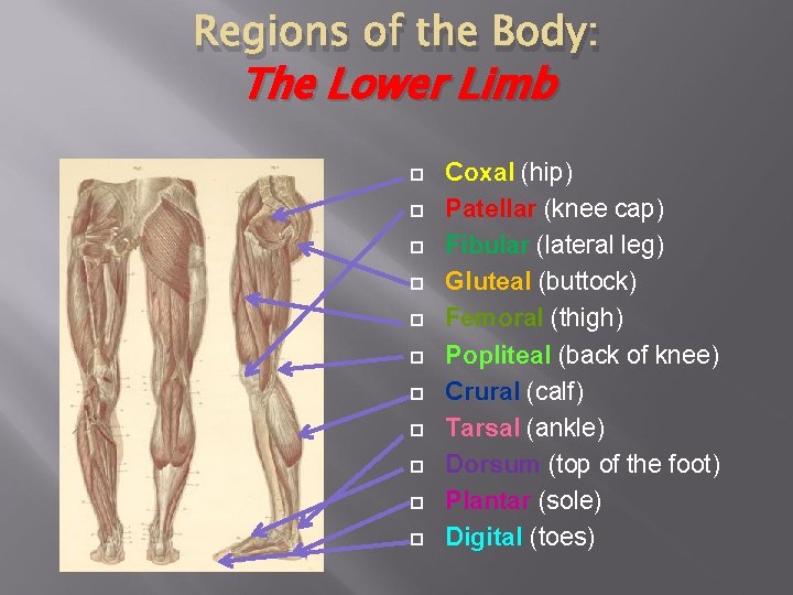 Regions of the Body: The Lower Limb Coxal (hip) Patellar (knee cap) Fibular (lateral