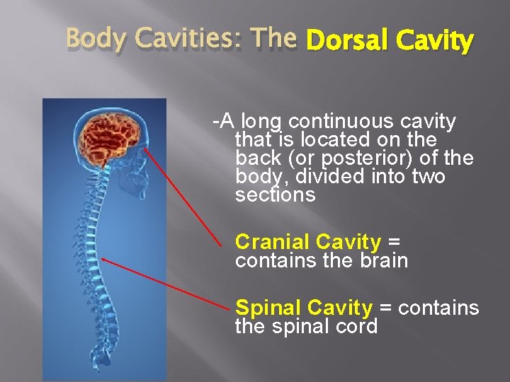 Body Cavities: The Dorsal Cavity -A long continuous cavity that is located on the