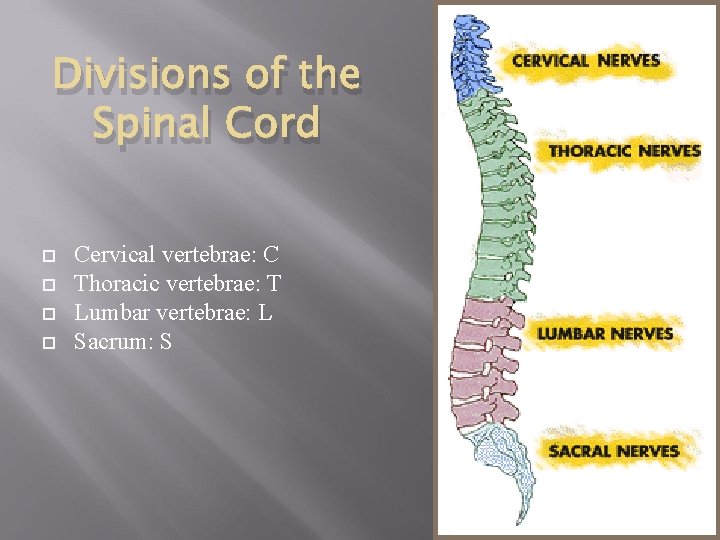 Divisions of the Spinal Cord Cervical vertebrae: C Thoracic vertebrae: T Lumbar vertebrae: L
