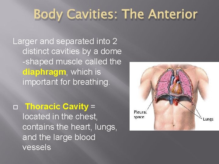 Body Cavities: The Anterior Larger and separated into 2 distinct cavities by a dome