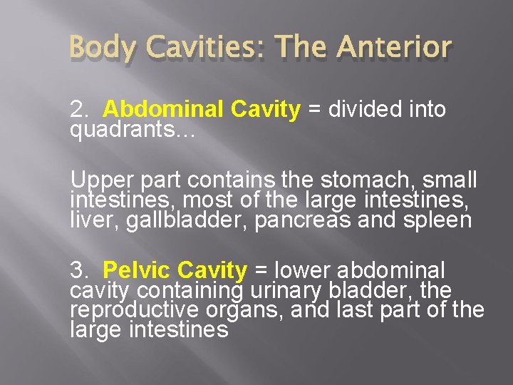 Body Cavities: The Anterior 2. Abdominal Cavity = divided into quadrants… Upper part contains