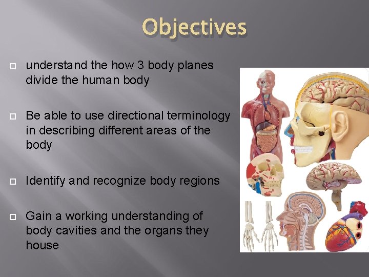 Objectives understand the how 3 body planes divide the human body Be able to