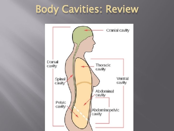 Body Cavities: Review 