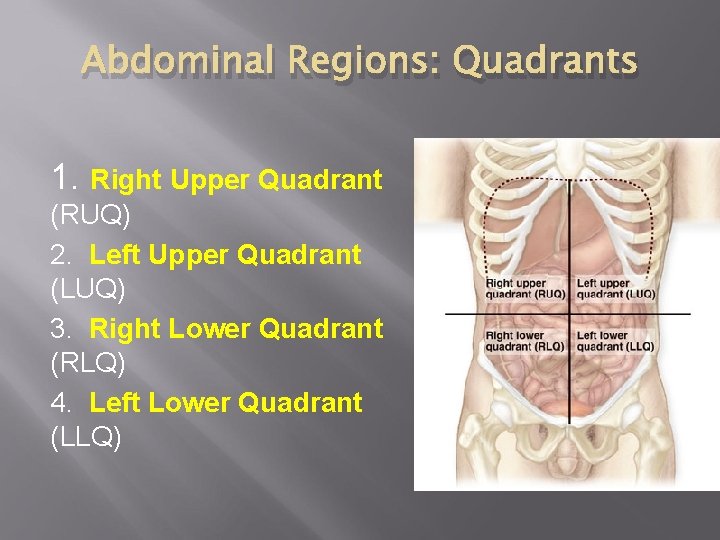 Abdominal Regions: Quadrants 1. Right Upper Quadrant (RUQ) 2. Left Upper Quadrant (LUQ) 3.