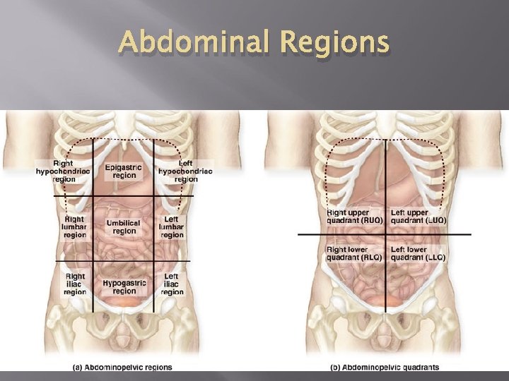 Abdominal Regions 