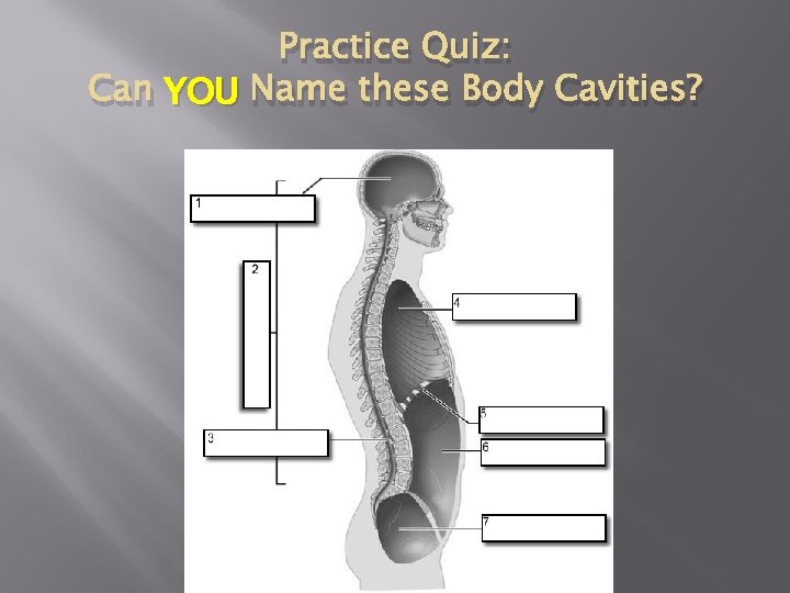 Practice Quiz: Can YOU Name these Body Cavities? 