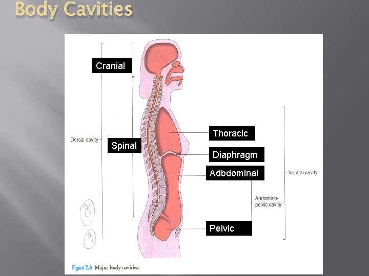 Body Cavities Cranial Thoracic Spinal Diaphragm Adbdominal Pelvic 
