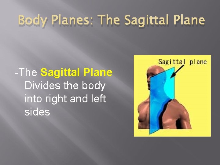 Body Planes: The Sagittal Plane -The Sagittal Plane Divides the body into right and