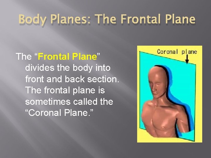 Body Planes: The Frontal Plane The “Frontal Plane” divides the body into front and