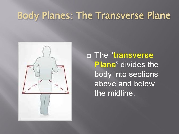Body Planes: The Transverse Plane The “transverse Plane” divides the body into sections above