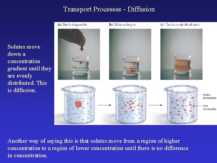 Transport Processes - Diffusion Solutes move down a concentration gradient until they are evenly