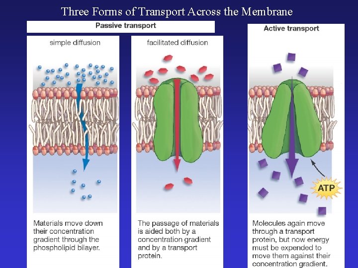 Three Forms of Transport Across the Membrane 