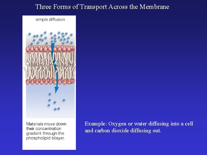 Three Forms of Transport Across the Membrane Example: Oxygen or water diffusing into a