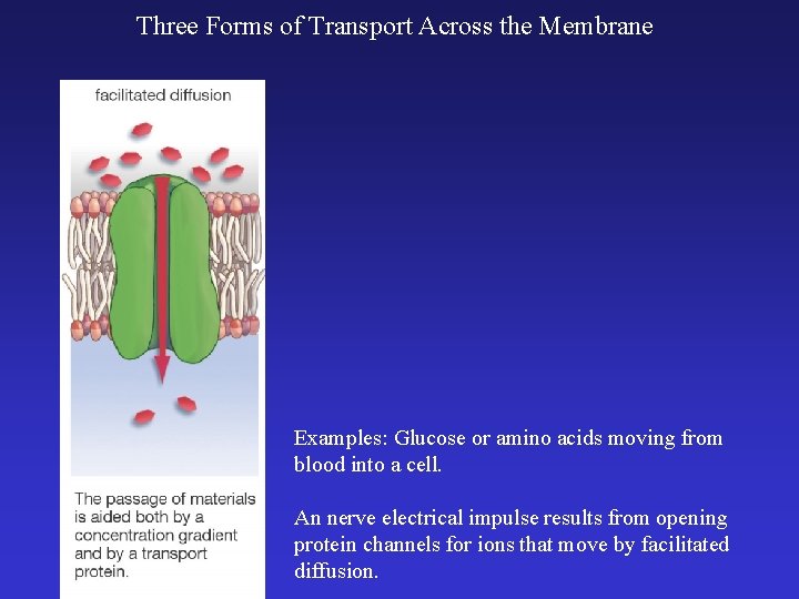Three Forms of Transport Across the Membrane Examples: Glucose or amino acids moving from