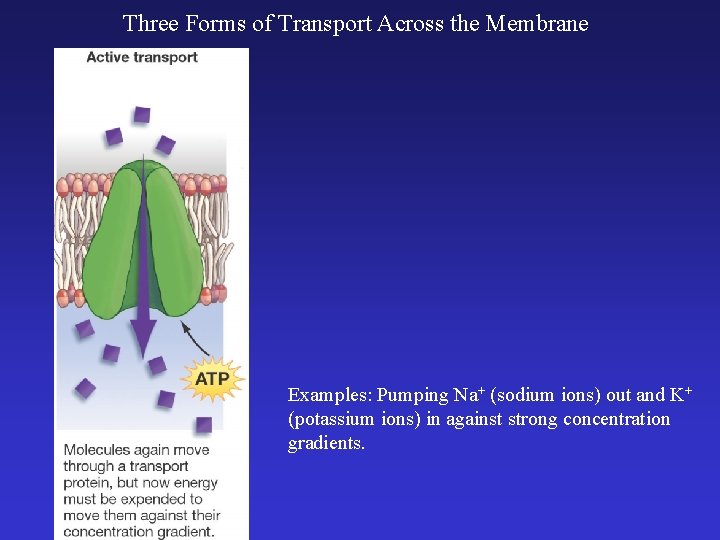 Three Forms of Transport Across the Membrane Examples: Pumping Na+ (sodium ions) out and