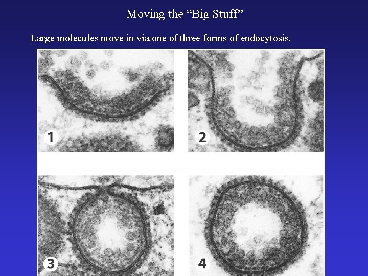 Moving the “Big Stuff” Large molecules move in via one of three forms of