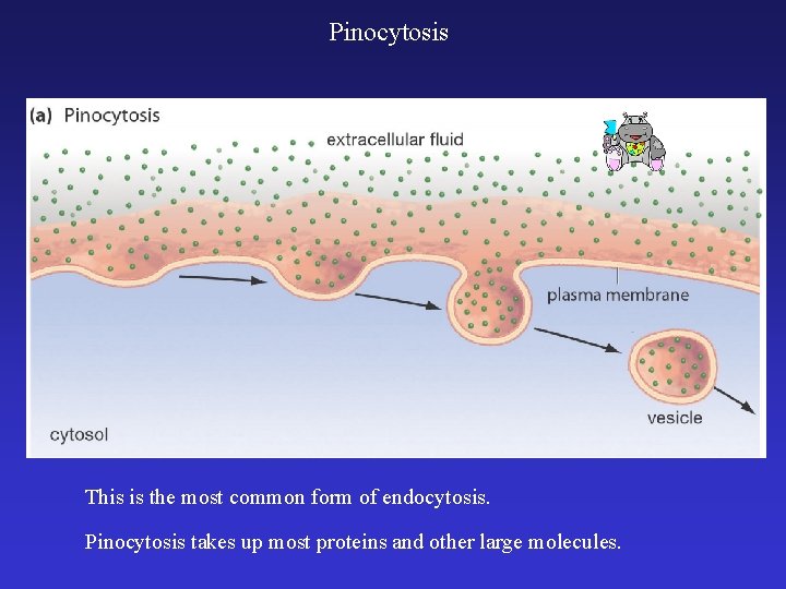 Pinocytosis This is the most common form of endocytosis. Pinocytosis takes up most proteins