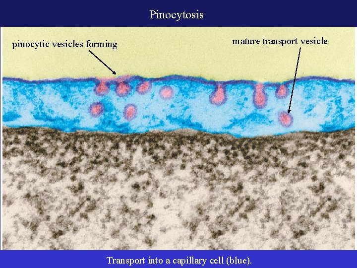 Pinocytosis pinocytic vesicles forming mature transport vesicle Transport into a capillary cell (blue). 