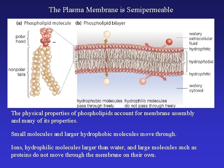 The Plasma Membrane is Semipermeable The physical properties of phospholipids account for membrane assembly