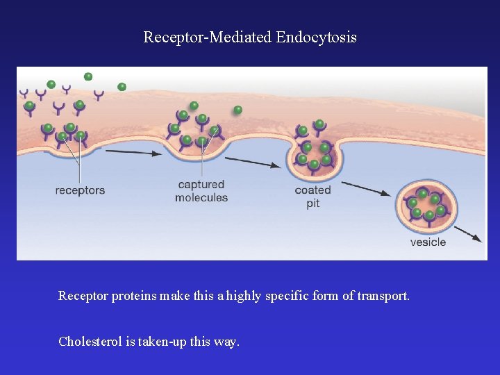 Receptor-Mediated Endocytosis Receptor proteins make this a highly specific form of transport. Cholesterol is
