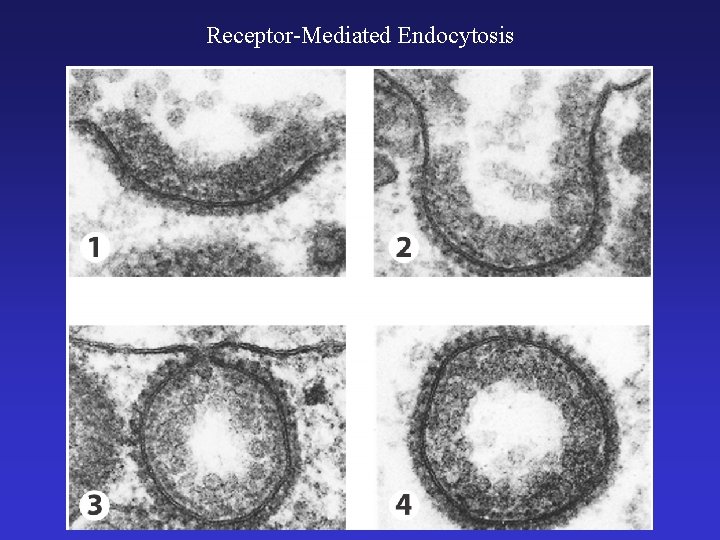 Receptor-Mediated Endocytosis 