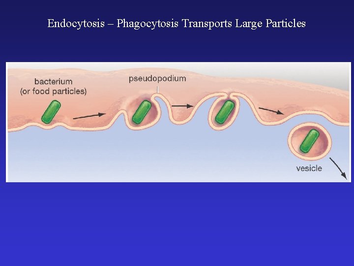 Endocytosis – Phagocytosis Transports Large Particles 