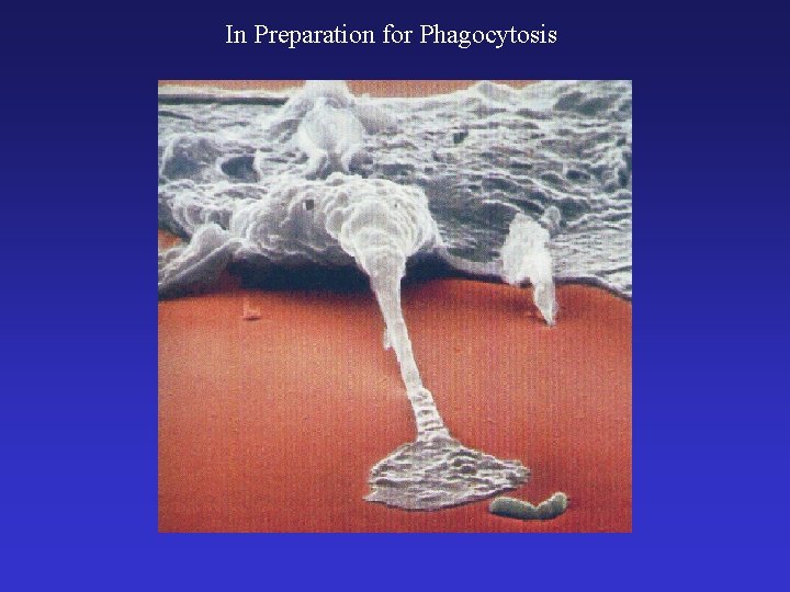 In Preparation for Phagocytosis 