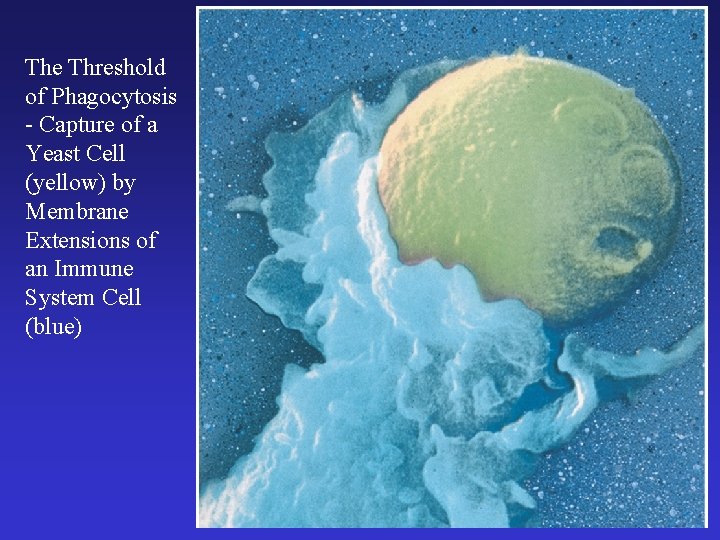 The Threshold of Phagocytosis - Capture of a Yeast Cell (yellow) by Membrane Extensions