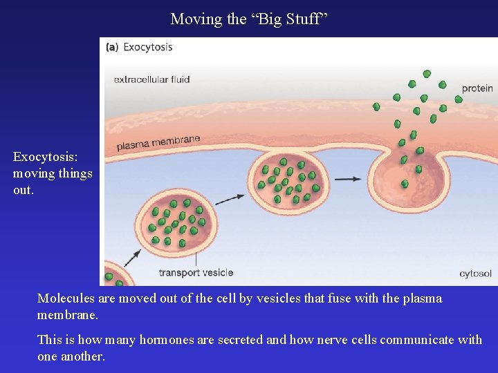Moving the “Big Stuff” Exocytosis: moving things out. Molecules are moved out of the