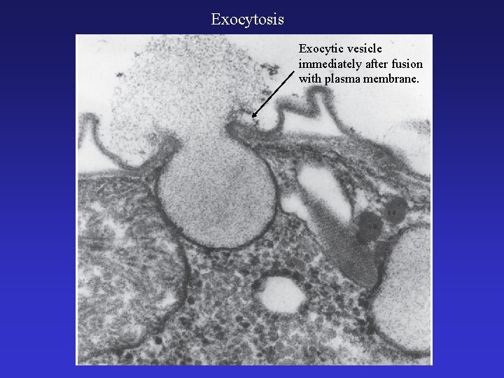 Exocytosis Exocytic vesicle immediately after fusion with plasma membrane. 